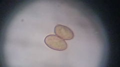 Cortinarius harrisonii