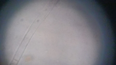 Cortinarius harrisonii