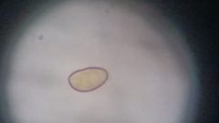 Cortinarius harrisonii