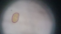 Cortinarius harrisonii