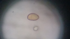 Cortinarius harrisonii