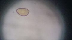 Cortinarius harrisonii