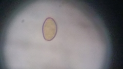 Cortinarius harrisonii