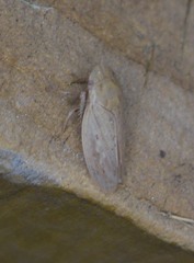 Negosiana dualis