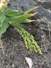 Panicum miliaceum miliaceum