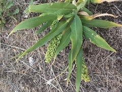 Panicum miliaceum miliaceum