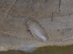 Negosiana dualis