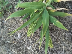 Panicum miliaceum miliaceum