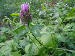 Trifolium pratense