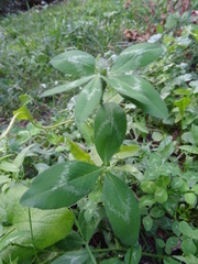 Trifolium pratense