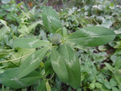 Trifolium pratense