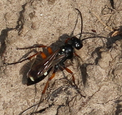 Cryptocheilus versicolor