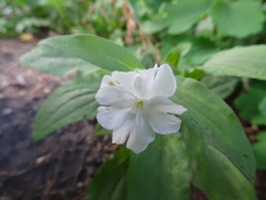 Silene latifolia alba