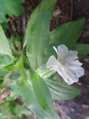 Silene latifolia alba