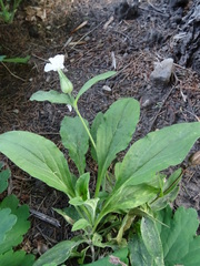 Silene latifolia alba