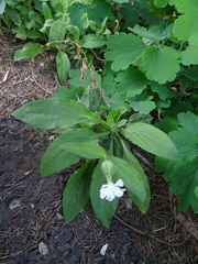 Silene latifolia alba