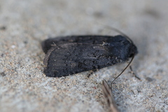 Euxoa velleripennis