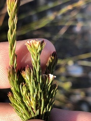 Diosma rourkei