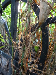Cuscuta campestris