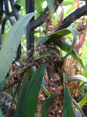 Cuscuta campestris