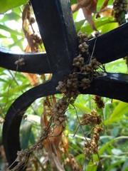 Cuscuta campestris