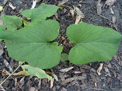Arctium