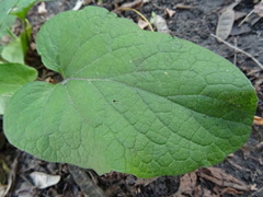 Arctium