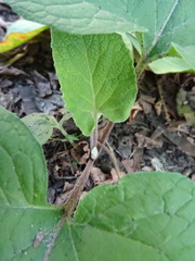 Arctium