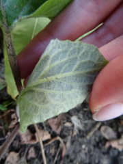 Arctium