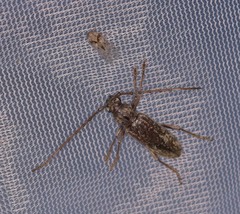 Parelaphidion incertum