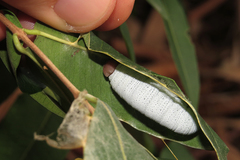 Phocides polybius phanias