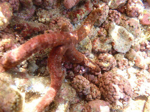 Ophidiaster hemprichi observed 2025-04-27