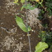 Brassica rapa campestris - Photo (c) Ольга Курякова, algunos derechos reservados (CC BY-NC), uploaded by Ольга Курякова