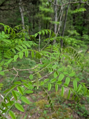 Amorpha glabra, 2025-04-30