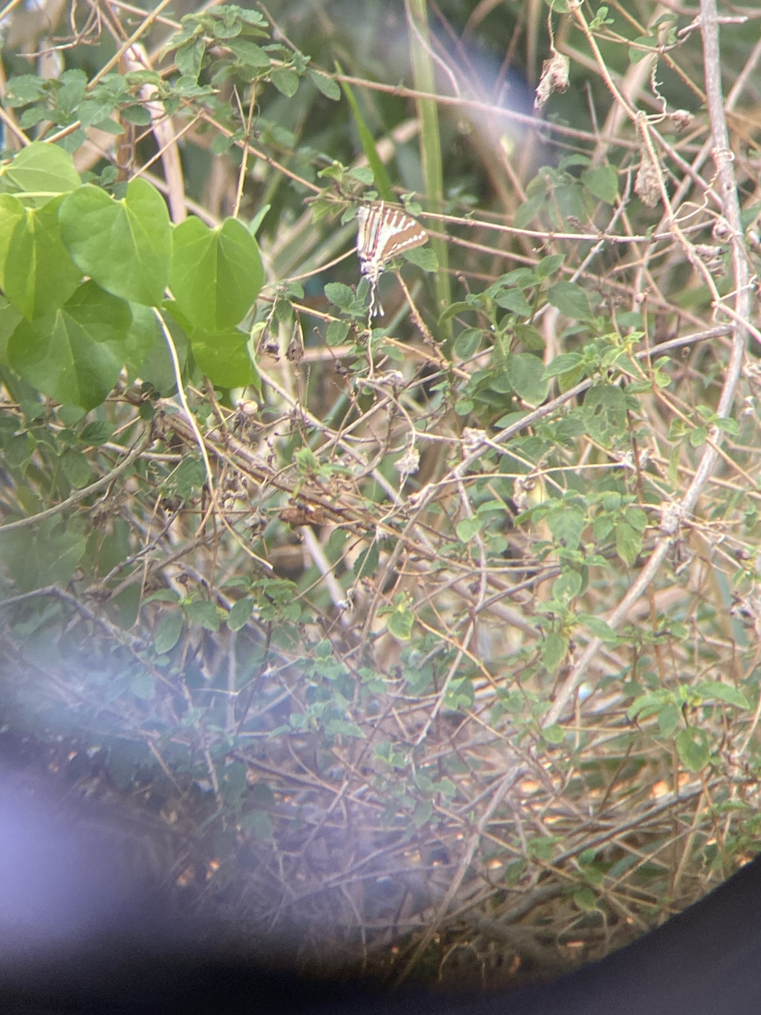 Spot Swordtail