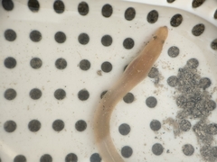 Narrow Worm Eel photo 3