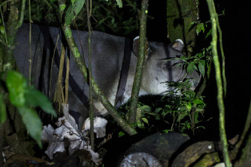 Baird's Tapir, Alajuela, CR, photo 10 of 10