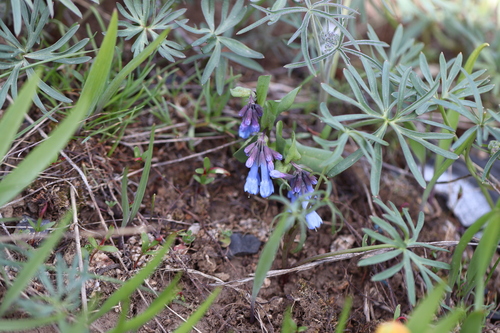 Image of Long Bluebells (Mertensia longiflora) by no rights reserved