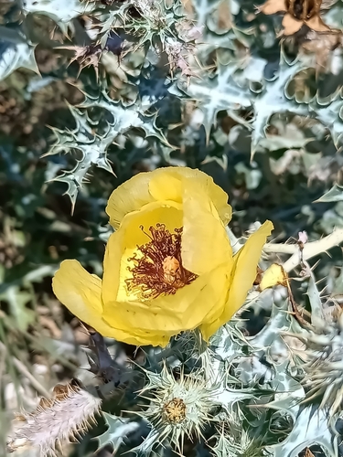 Argemone aenea, photograph 4