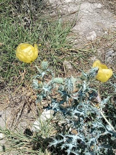 Argemone aenea, photograph 6