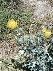 Argemone aenea, photograph (c) José Gerardo Velasco, some rights reserved (CC BY-SA)