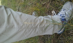 Elymus elymoides brevifolius