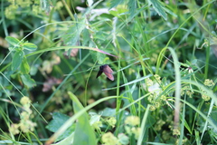Erebia epiphron