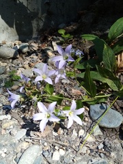 Campanula lactiflora