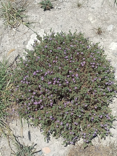 Image of Nama hispida by (c) José Gerardo Velasco, some rights reserved (CC BY-SA)