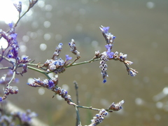 Limonium brevipetiolatum