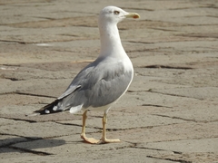 Larus michahellis