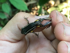 Dendrobatoidea