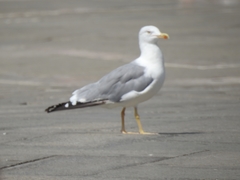 Larus michahellis