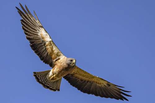 Swainson's Hawk, photo 3 of 10